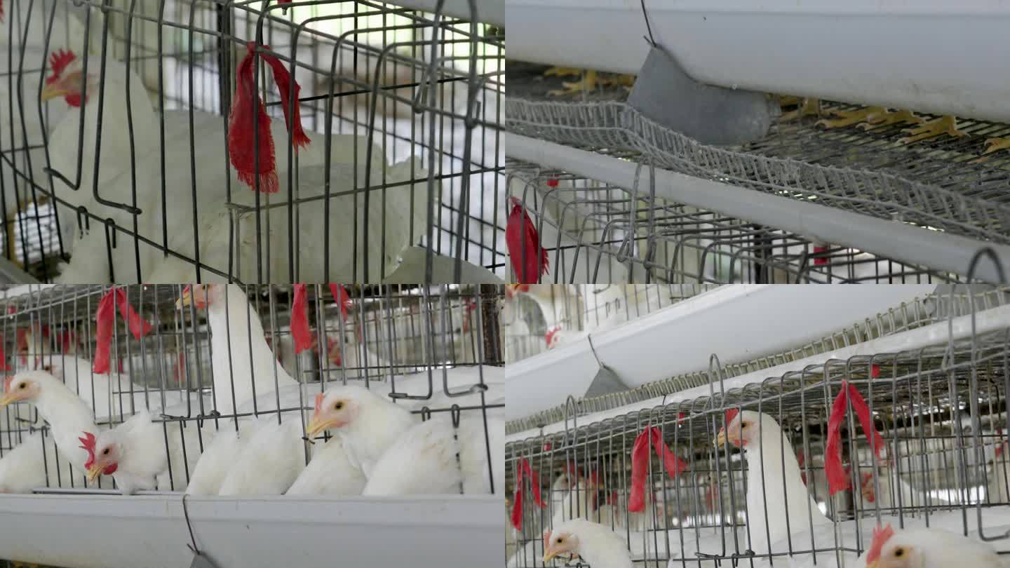 家禽养殖场工厂鸡舍里的白鸡